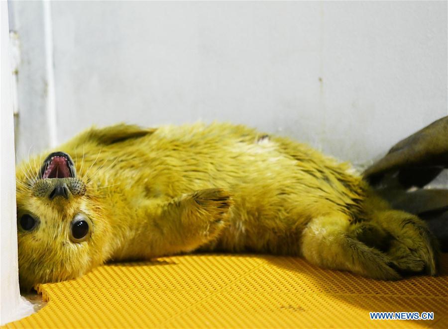 Seal Cub Born At Harbin Polarland Ne China S Heilongjiang China Plus