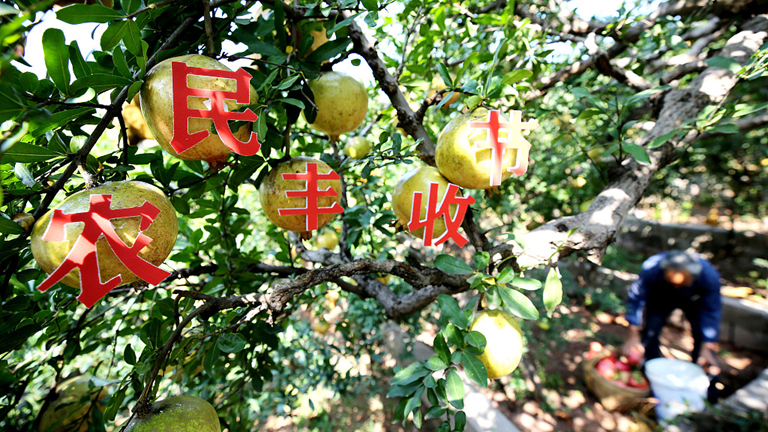 Çinli köylüler Hasat Bayramı'nı kutluyor