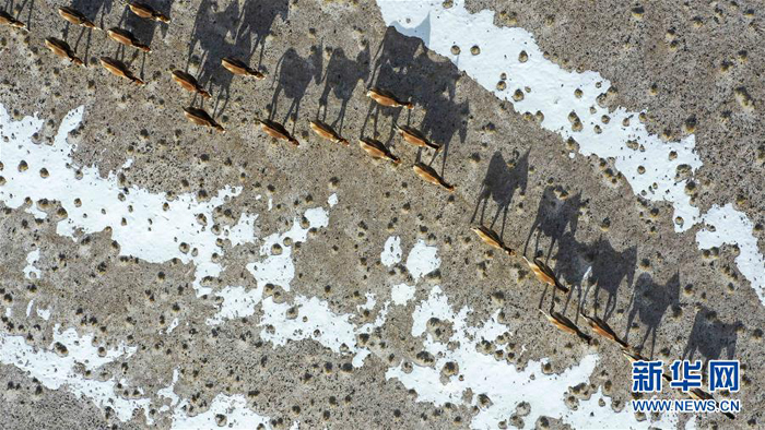 图片默认标题_fororder_阿尔金山国家级自然保护区内的藏野驴