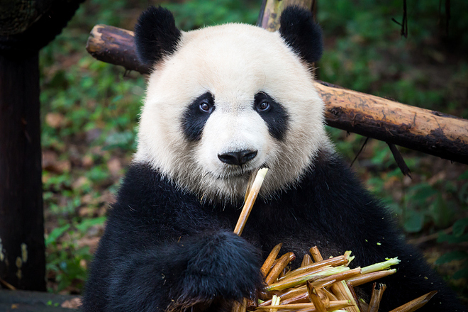 Panda ng Tsina, idineklarang vulnerable species mula sa pagiging endangered_fororder_panda