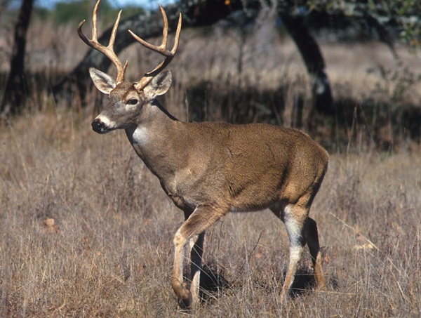 Maraming white-tailed deer sa Amerika, nahawahan ng coronavirus — artikulo ng”Nature”_fororder_20210811deer600