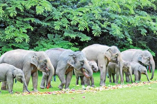 18 con voi châu Á ở Thung lũng voi hoang dã tỉnh Vân Nam tận hưởng đại tiệc ngày lễ với 3 tấn của hơn 10 loại hoa quả_fororder_de7e227589de9afdf749fb4988801de3