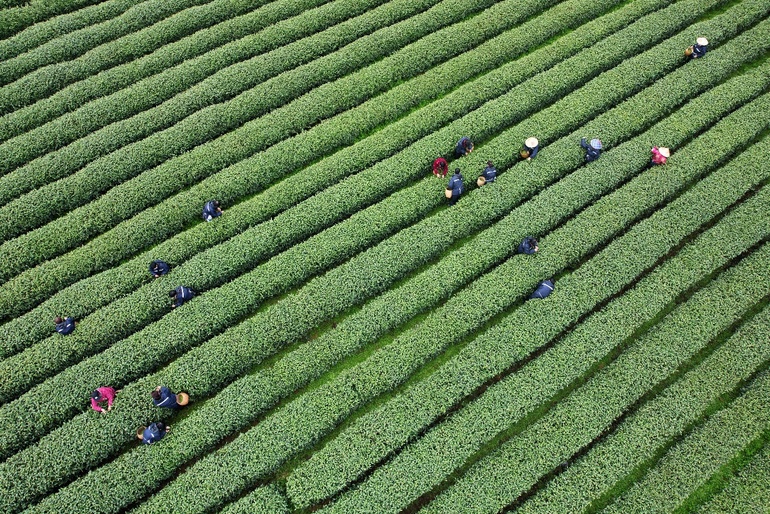 Altın kadar değerli “Qingming öncesindeki çay”ın gerçek hikayesi_fororder_resim 3