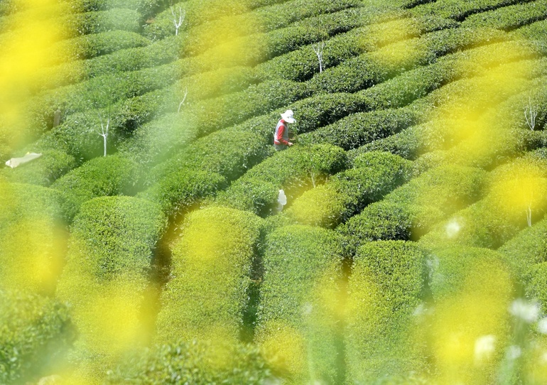 Altın kadar değerli “Qingming öncesindeki çay”ın gerçek hikayesi_fororder_resim 9