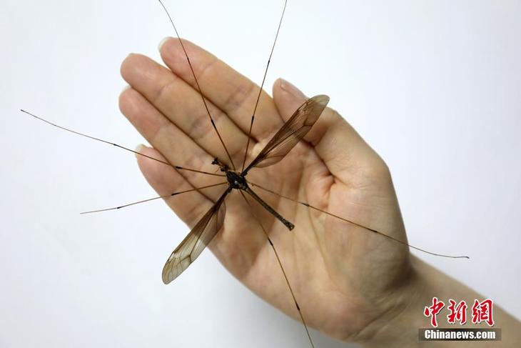 图片默认标题_fororder_成都现翅展达11.15厘米巨型蚊子