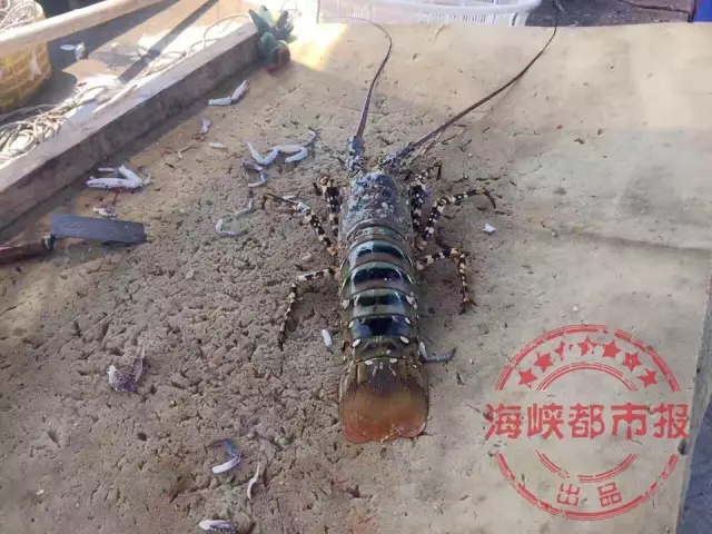 价值数十万的大龙虾 Lobster valued at hundreds of thousands of yuan