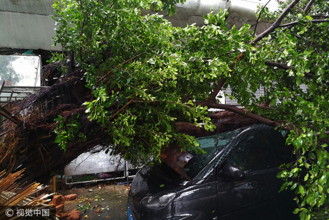 A car is damaged by a tree blown down in Shenzhen after Typhoon Pakhar made landfall on the coast of Guangdong Province on Sunday, August 27, 2017. [Photo: VCG]