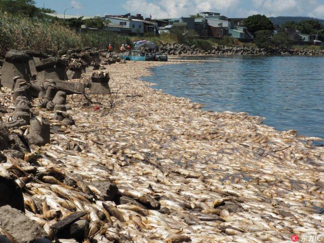 台湾现大片死鱼 Large numbers of dead fish have appeared in Taipei