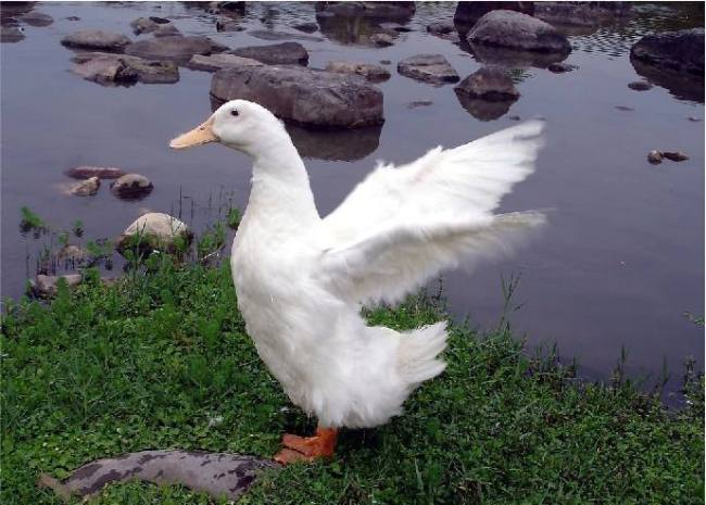 Photo of Cherry Valley duck. [Photo: Baidu.com]