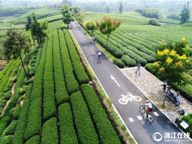 茶园绿道中的自行车赛 Fresh air riding in Zhejiang! 