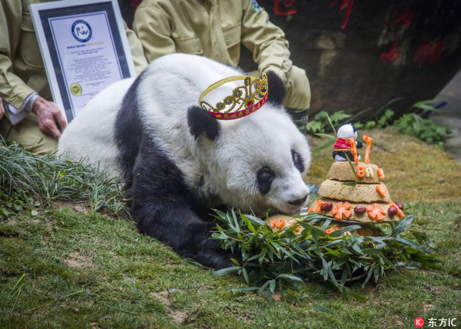 Basi, the world's oldest captive giant panda died at age 37, the equivalent of more than 100 in human years, in Fuzhou City, East China’s Fujian Province, Sept. 13, 2017. [File Photo: IC]