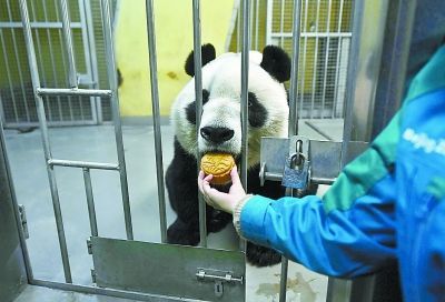 A giant panda is fed moon cake at Beijing Zoo on October 4, 2017. [Photo: Beijing Evening News]