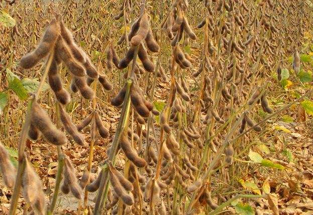 Recent hurricanes in the US delays its soybean exports to China. [File Photo: cnjidan.com]