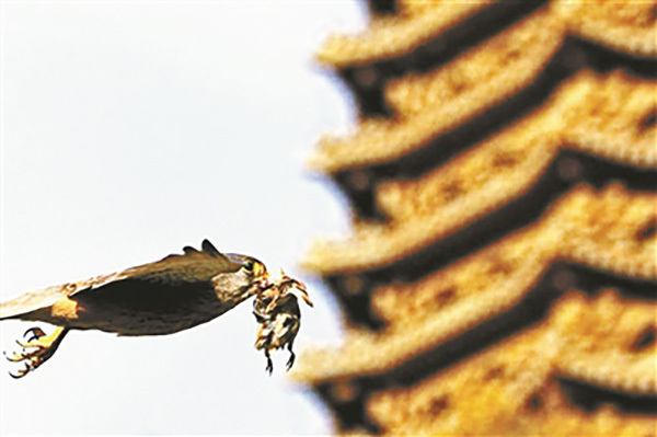 An undated photo shows a Kestrel flying past the Boya Tower on the campus of Peking University in Beijing. [File photo: ynet.com]