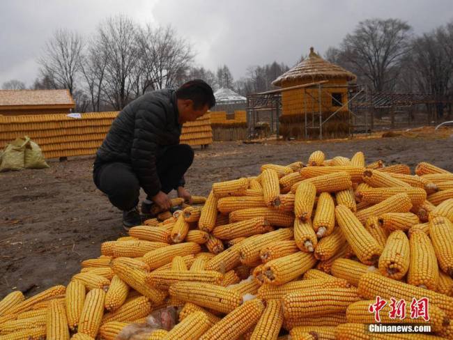 农民用玉米盖出“黄金屋” Chinese farmer builds golden yard with corn