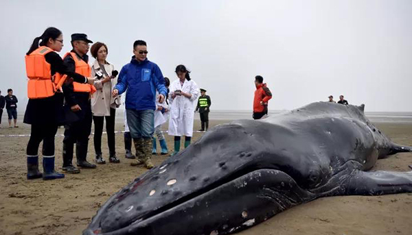 Experts arrive at the scene to check the stranded humpback whale's health and guide the rescue process on Qidong Beach in Jiangsu Province on November 14, 2017. This was the second time it was stranded on the beach. [Photo: WeChat]