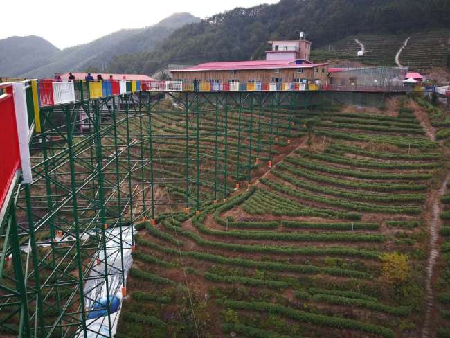 Photo taken on November 13, 2017 shows a 42-meter-high crosswalk with a glass floor spans a tea garden on Sujia Mountain in Zhouning County, Fujian Province. [Photo: China Plus/Xu Leiying]