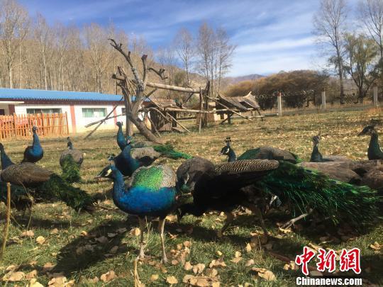 Peacocks look for food at Qushui Animal Reserve in Lhasa, Tibet Autonomous Region, on Thursday, November 16, 2017 [Photo: Chinanews.com]