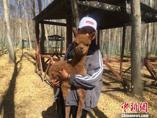 A staff member holds a newborn alpaca at Qushui Animal Reserve in Lhasa, Tibet Autonomous Region, on Thursday, November 16, 2017. [Photo: Chinanews.com]