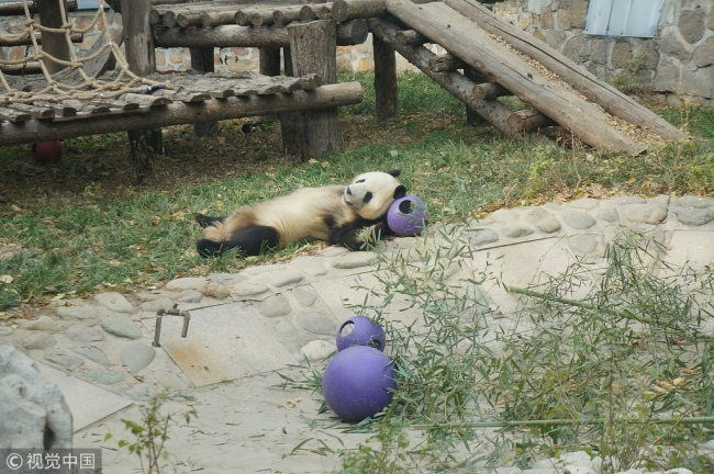 A panda enjoys winter sunshine at a zoo in Beijing, on November 12, 2017. [Photo: VCG]