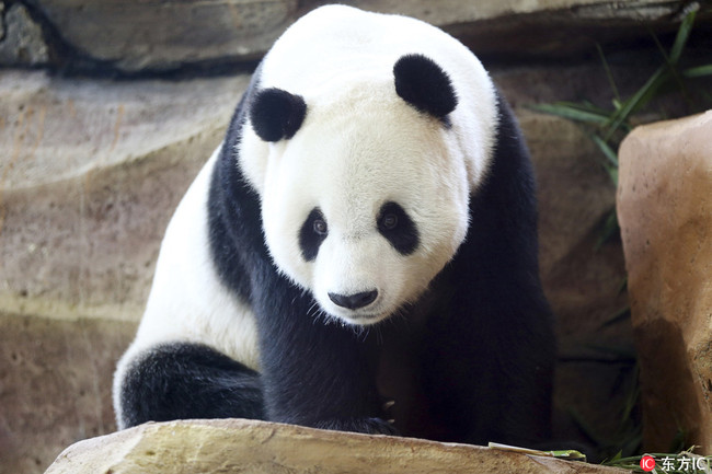 A giant male panda from China named Cai Tao explores his enclosure at Taman Safari Indonesia zoo in Bogor, West Java, Wednesday,Indonesia, Nov 1, 2017. [Photo: IC]