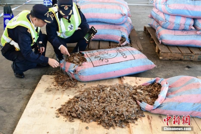 Shenzhen customs officers inspect bags of pangolin scales. [Photo: Chinanews.com]