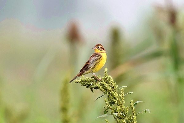 A yellow-breasted bunting. [Photo: VCG]