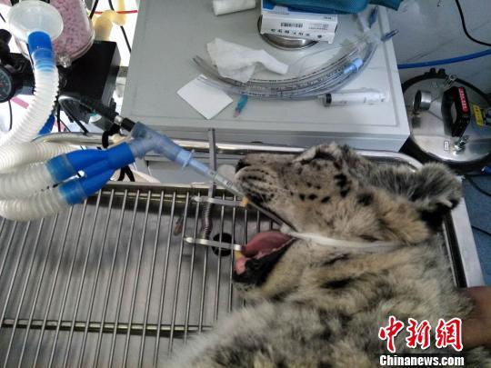 An injured female snow leopard received surgery on her fractured left hind-leg Monday in northwest China's Qinghai Province.[Photo:Chinanews.com]