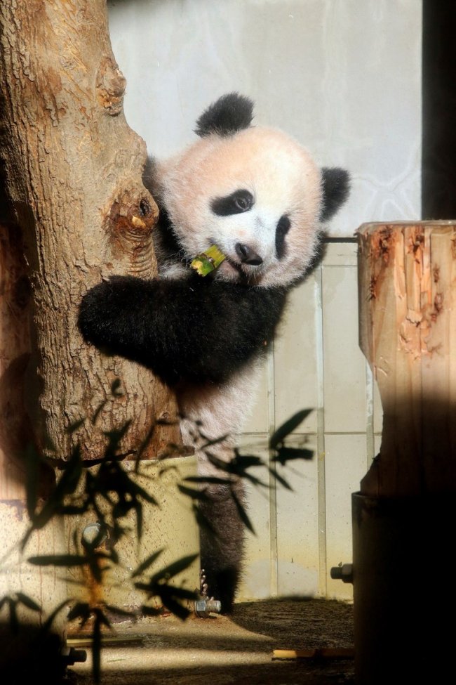 Baby panda Xiang Xiang, born from mother panda Shin Shin on June 12, 2017, plays in a tree during a press preview ahead of the public debut at Ueno Zoological Gardens in Tokyo, Japan Dec 18, 2017. [Photo: Xinhua Twitter]