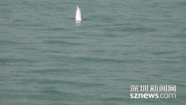 Photo shows an Indo-Pacific humpback dolphin in waters west of Shenzhen, Guangdong Province on December 22, 2017. [Photo: sznews.com]