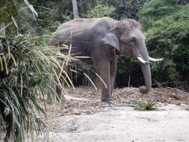 The 17-year-old bull elephant Plai Uthen that killed a Chinese tour guide in Pattaya, Thailand [File photo: Sina Weibo]