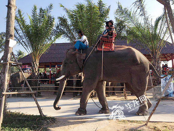 The elephant which killed Chinese guide He Yongjie [Photo: cqnews.net]