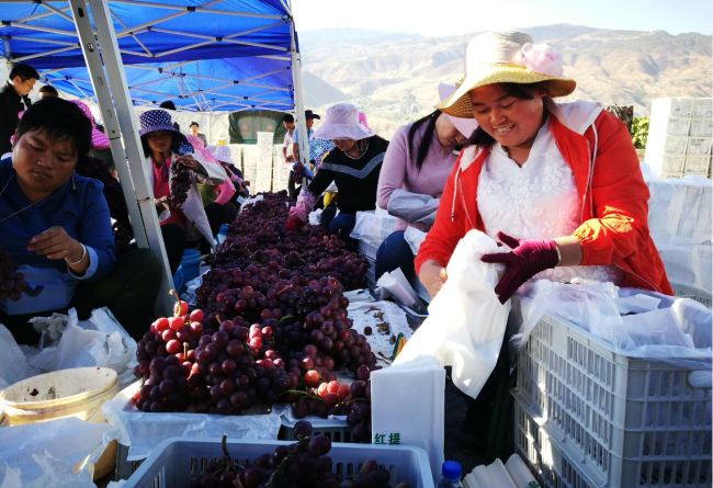 Farmers in Binchuan are cleaning grapes by cutting of rotten leaves. [Photo: from China Plus]