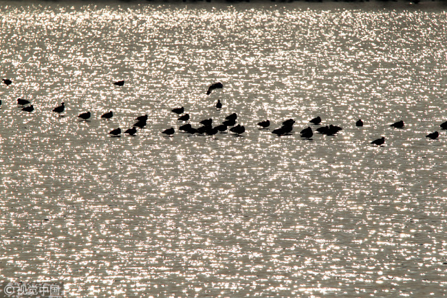 File photo shows the migratory birds on Dongting Lake, China's second largest freshwater lake, Yueyang City, Hunan Province. [Photo: VCG]