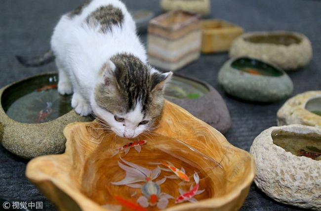 树脂画可“以假乱真” Life-like resin paintings fooled even a cat