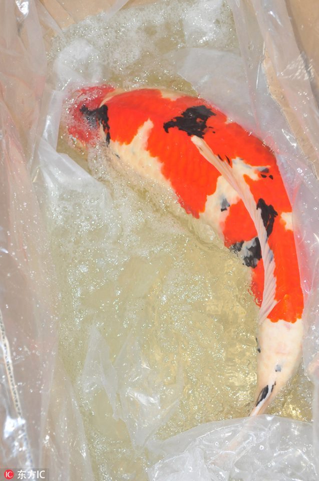 深圳海关截获日本名贵锦鲤 Smuggled Japanese koi fish seized in Shenzhen 