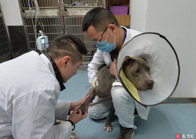 Caesar receiving treatment at a pet clinic in Chengdu, in southwest China's Sichuan Province, on January 12, 2018. More than 30 owners have volunteered their dogs to donate blood to save Caesar. [Photo: IC]