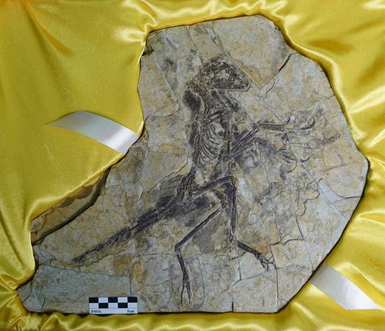 Fossil of Eosinopteryx brevipenna Godefroit. [Photo: Xinhua]