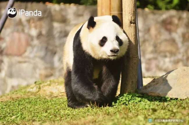Undated photo of female panda Jin Bao Bao, which is due to be sent to Finland on Wednesday, January 17, 2018, to help mark the 100th anniversary of Finland's independence. [Photo: iPanda]