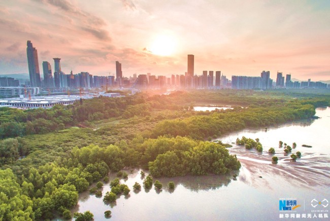 An aerial view of the Mangrove Forest Nature Reserve in Shenzhen [File Photo: Xinhua]