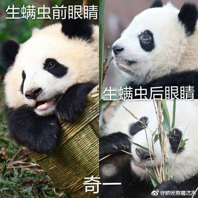 The before and after pictures of giant panda "Qiyi," which is among a group of pandas suffering from mites. [Photo: Weibo]