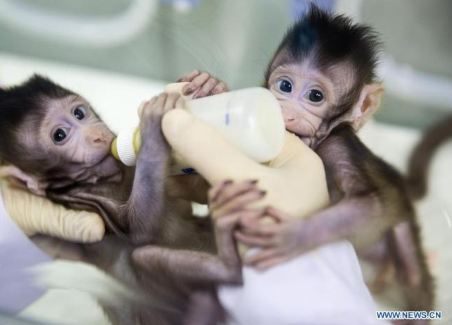 世界首例克隆猴在中国诞生 China clones world's first macaques