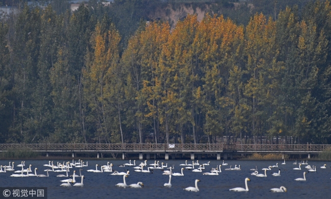 While swans swim in the lake of Pinglu County in Shanxi Province on Nov 2, 2017. [Photo: VCG]