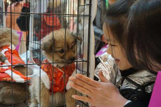38 Chinese cities host a simultaneous "Adoption Day" to encourage people to adopt strays as pets. [Photo: Xinhua]
