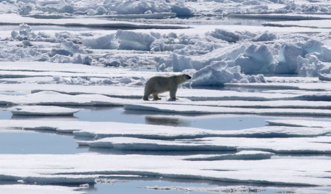 A polar bear walks over sea ice floating in the Victoria Strait in the Canadian Arctic Archipelago, Friday, July 21, 2017. [Photo: AP/David Goldman]