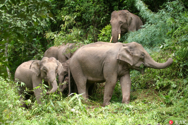 Undated photo of wild elephants in Lancang County, Yunnan Province. [File Photo:IC]
