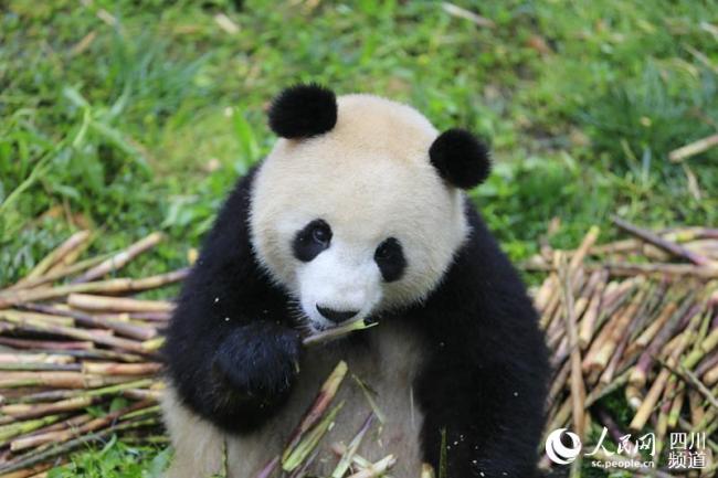 Giant panda Meng Meng [File Photo: people.cn]