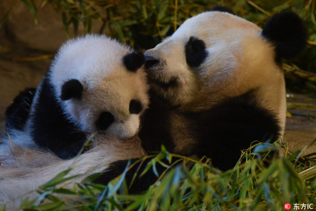 The four-month old female baby giant panda 'Chulita' pictured on January 13, 2017, with her mother 'Hua Zui Ba' at Madrid Zoo. [Photo: IC]