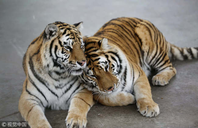 Siberian tigers [File photo: VCG] 