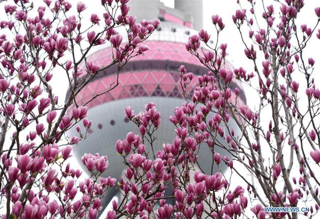 春天到了，中国各地花开 Spring flowers bloom across China